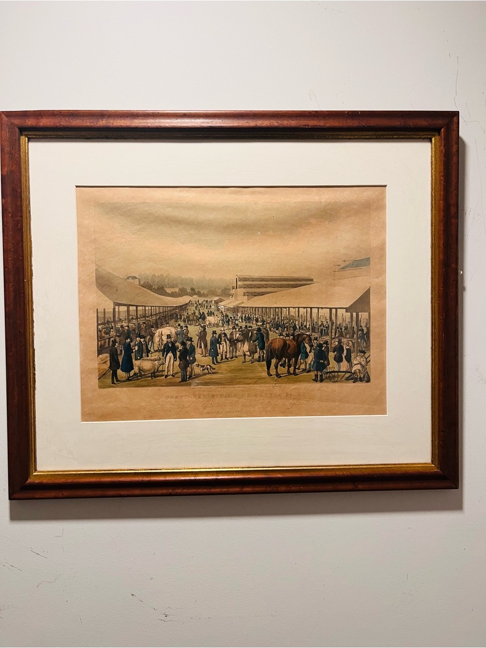 Antique Hand-Colored Lithograph “Grand Exhibition of Cattle” Published By Fores.